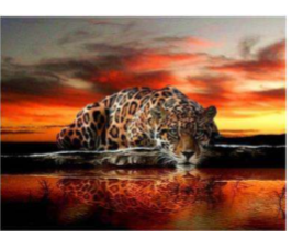 50x70-Round Drill-Full Drill-Poured Glue-Diamond Painting-Leopard